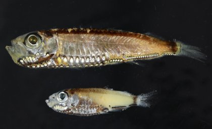 : The two pearlside species studied, Maurolicus muelleri (top) and Maurolicus mucronatus (bottom). Image: Wen-Sung Chung
